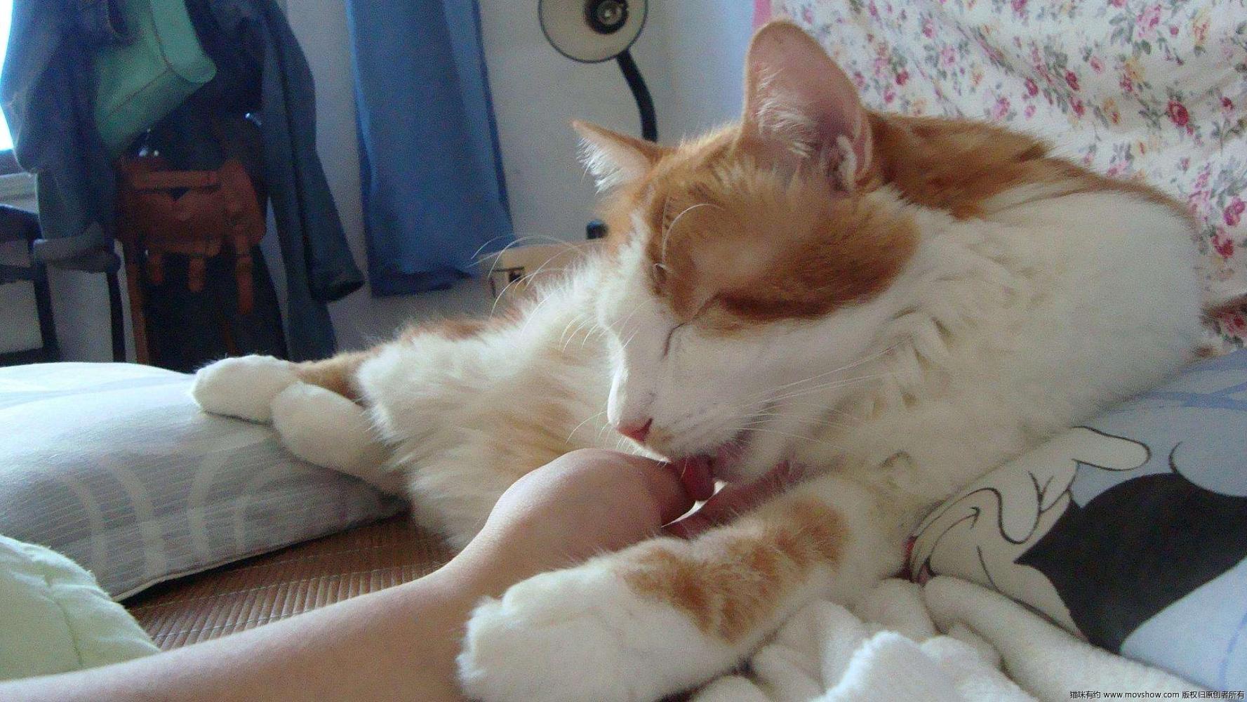 判断猫主子是否喜欢自己, 看它有没有这6个举动, 没有就需要努力