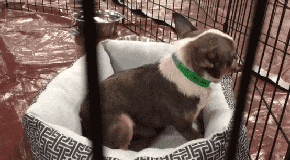 2018年, 狗狗都经历了什么?