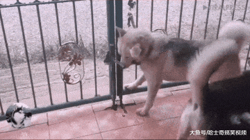 网友抱怨铁门都关不住二哈, 看到它“越狱”后: 谁说它笨的