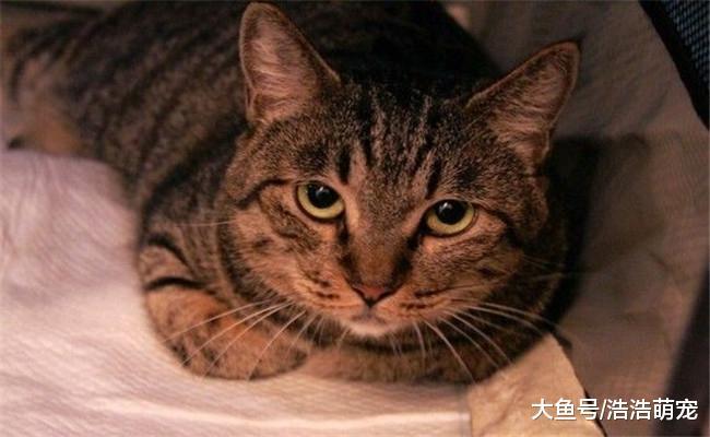 猫咪把爪子藏在身子下面是为什么? 原因很简单