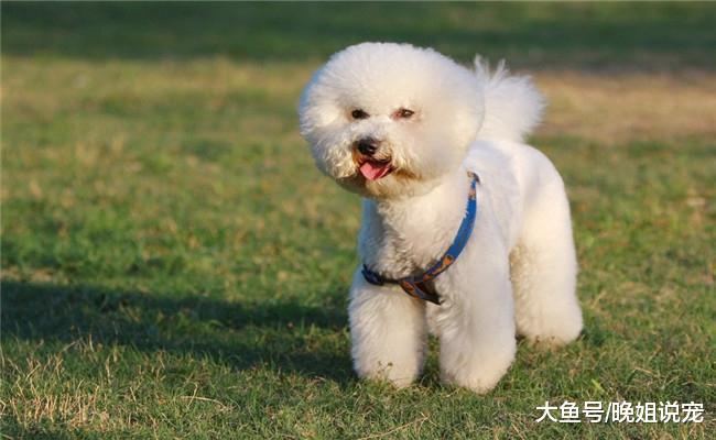 比熊犬出现这四种表现时, 它可能要得抑郁症, 需要宠主重视