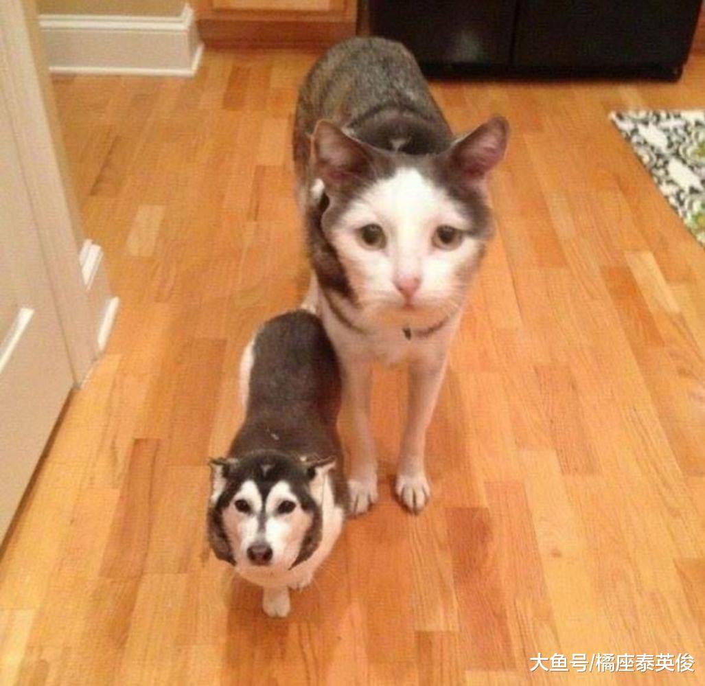 当猫狗换脸之后, 会有什么样的化学反应? 脸型决定一切!
