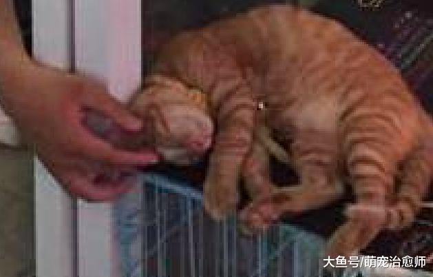 网吧里养了只猫, 导致靠近门边的座位特别受欢迎, 因为可以撸猫!