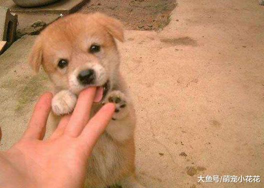 主人的教育是关键: 有“素质”的狗狗, 从小就有这5个习惯!