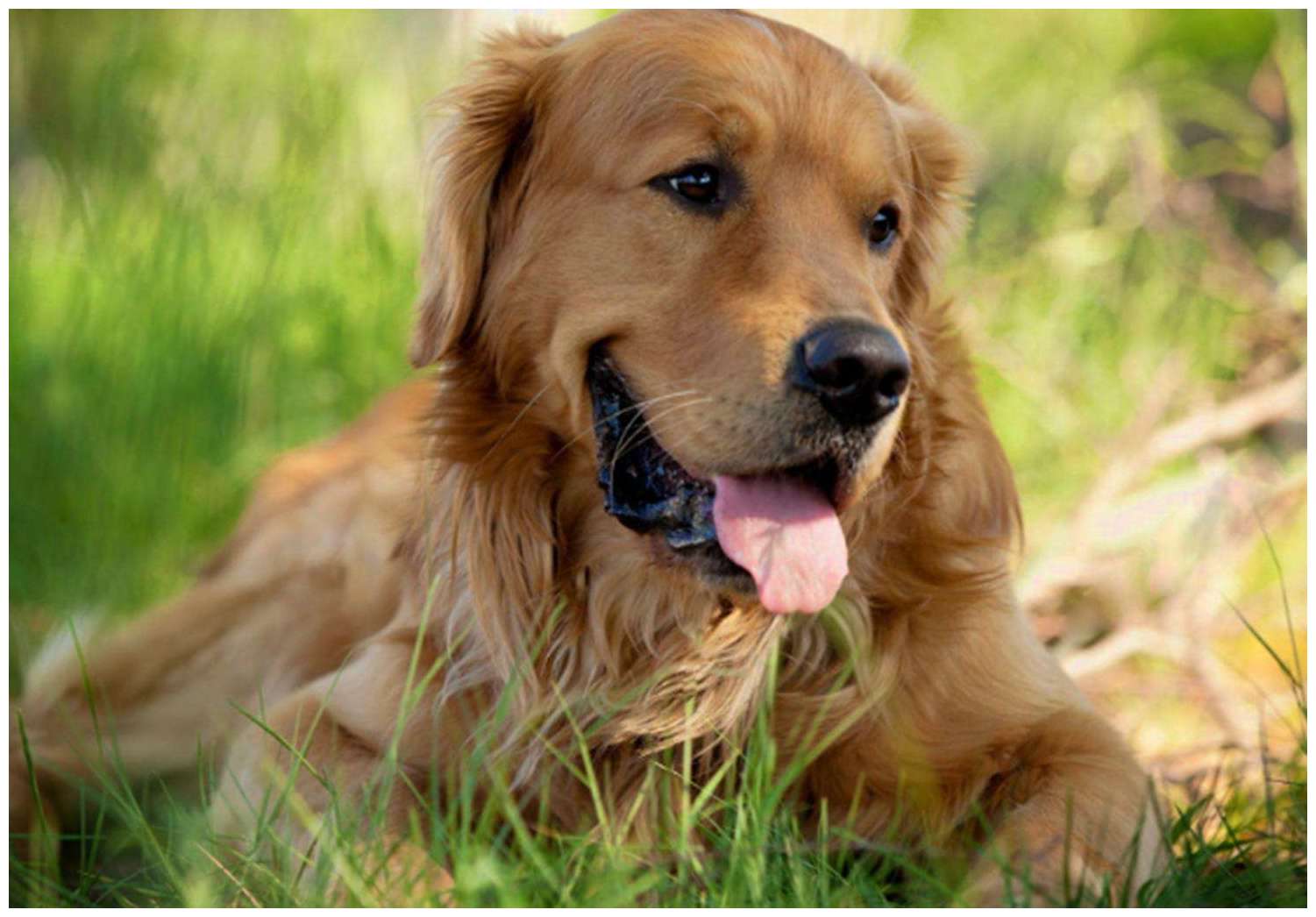 这只金毛家住海边吧, 管的真够宽: 鸭子游泳健身, 它当对方遇难了