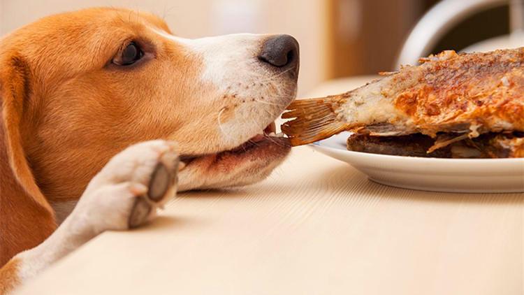 给予爱犬贴心守护, 冬天该怎么给狗狗进补