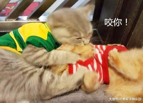 猫咪打架打赢后, 毫不掩饰地露出得意的眼神: 爱我, 你怕了吗?