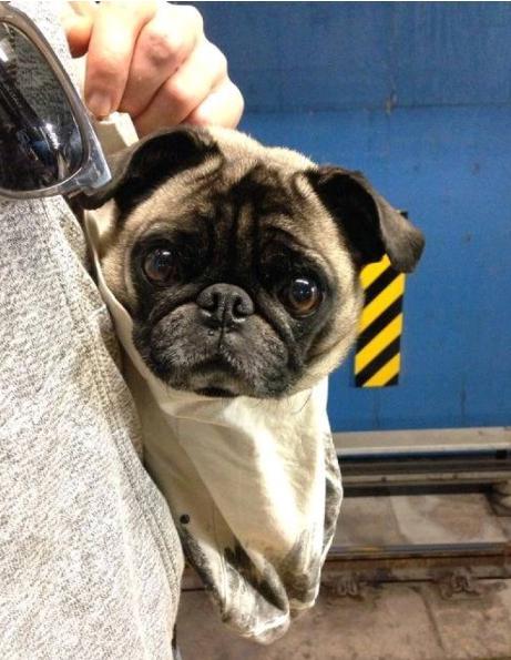 最适合家庭饲养的5只小型犬, 你的上榜了吗?