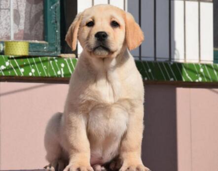 训练拉布拉多犬幼犬时哪些方法是最正确的