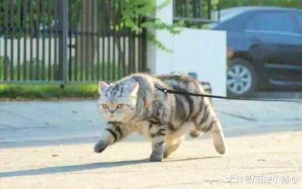 最自来熟的几种猫咪, 铲屎官都要吃醋啦~