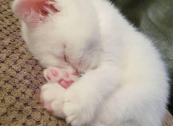 同学在寝室养猫, 猫咪自己会爬楼梯上下铺, 动作太萌笑哭主人