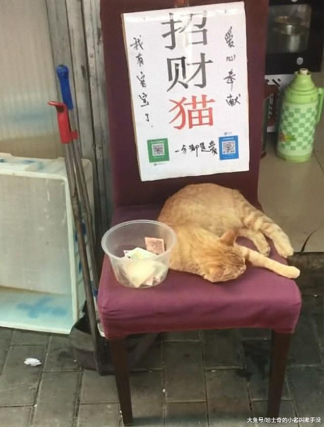 第一次遇到怀孕的猫咪在乞讨, 还自带二维码, 心甘情愿的被骗