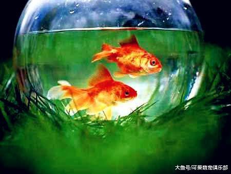 养猫狗很容易, 为何养鱼却这么难? 得知真相后, 主人都后悔莫及