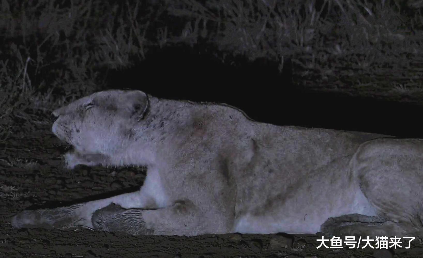 9个儿子不争气, 导致狮群6天没捕到猎物, 母狮们无奈向狮王求救