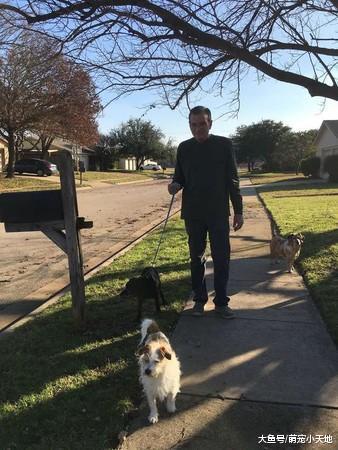 14岁汪剩2颗牙还患心丝虫, 主人感恩节后丢掉还要求安乐死