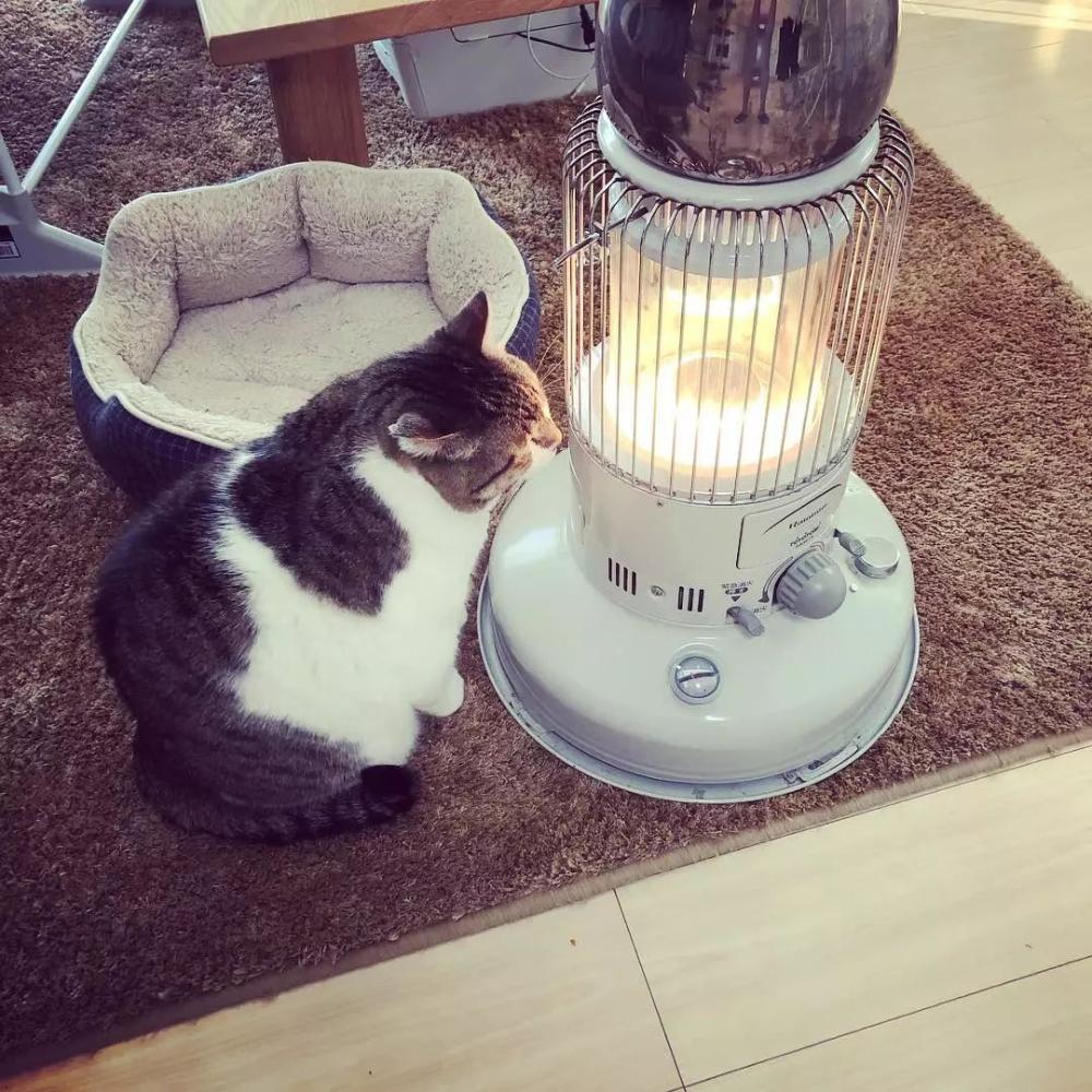 在火炉前取暖的喵星人, 这一脸享受的样子看得心都化了