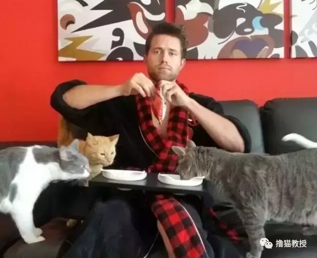 一个单身猫奴的生活, 竟然这么忙的吗?