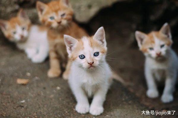 想救助一只流浪猫? 别急, 这些事要先知道