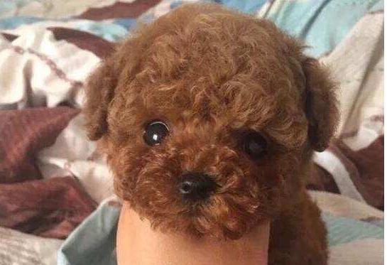 养狗小知识: 蛋黄对泰迪来说可是补品!