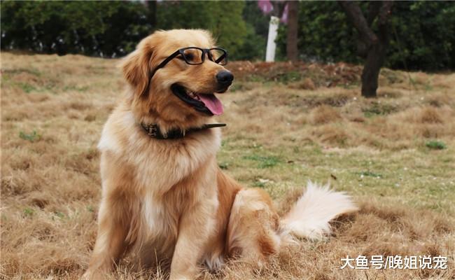 禁养大型犬的城市里为啥还有人养金毛? 原因跟它的性格有关