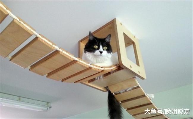 养猫咪能改掉下面五种习惯, 你改掉了几个?