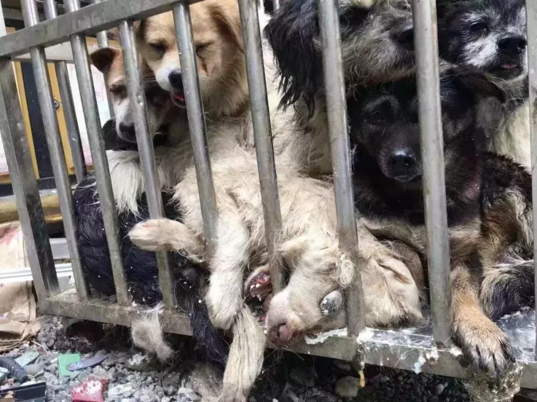 2018年, 狗狗都经历了什么?