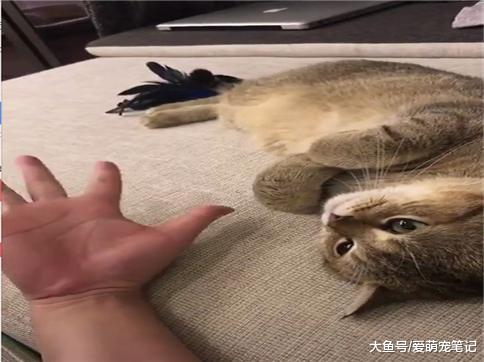 主人周末在家喝酒时, 和家里的金渐层互动划拳, 网友: 这猫好萌啊
