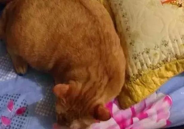 把橘猫送去乡下爷爷家, 3个月后去接, 领到猫心在滴血