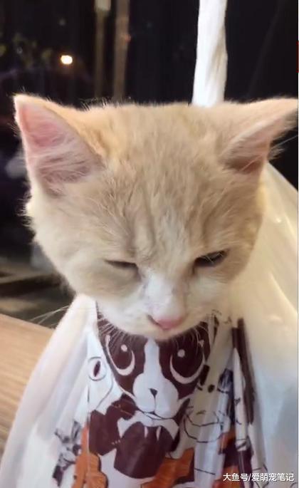 嫌弃猫咪掉毛把它装塑料袋里, 当探出头抛媚眼的一瞬间可爱到爆了