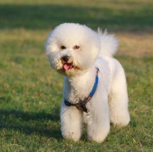 养了比熊之后你才会知道的事儿, 千万别被比熊可爱的外表给骗了!