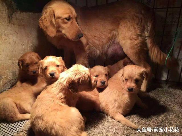购买金毛犬, 到底是选公的好, 还是选母的比较好?