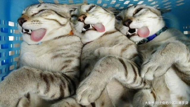 主人带着自家的三只猫一起去割蛋, 这就是所谓的有福同享有难同当