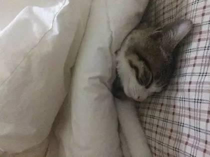 冬天, 起床后被子一定要叠好, 否则...