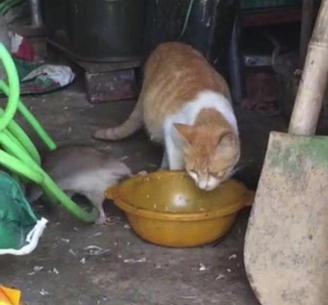 橘猫正在吃饭, 老鼠居然来抢饭吃? !