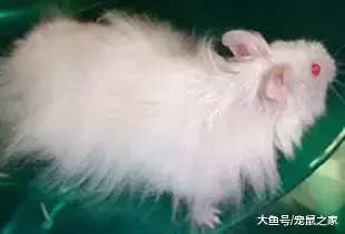 一文带你走进仓鼠世界: 仓鼠种类之叙利亚仓鼠(上)