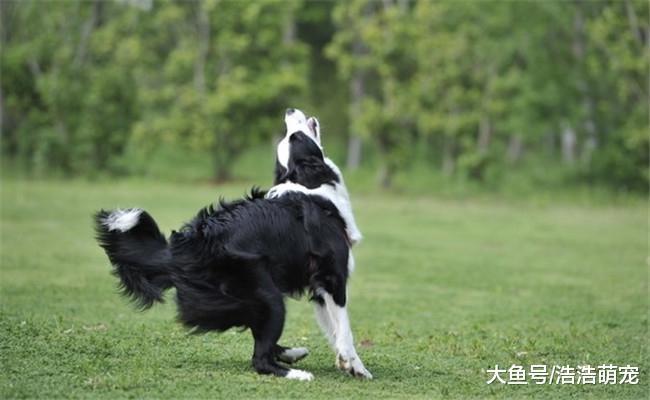 边牧为啥不喜欢和别的狗狗玩? 智商太高, 嫌弃别的狗狗笨