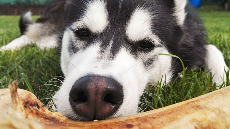 家里没有矿, 不要去养这几种狗狗