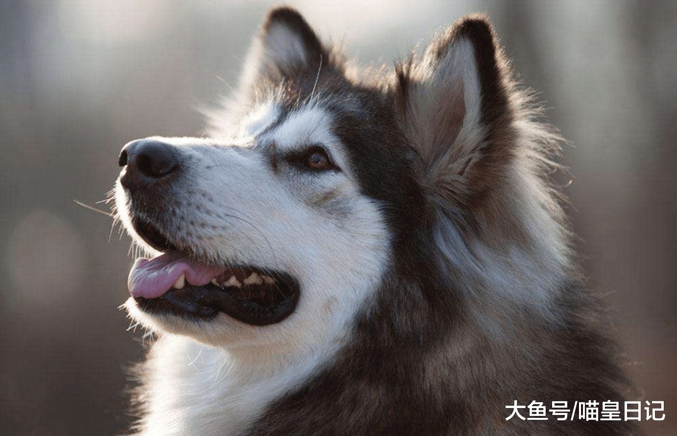 盘点最喜欢和陌生人互动的四种狗狗, 哈士奇居然上榜了!