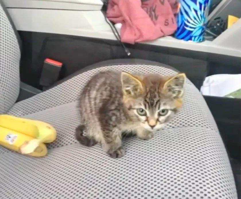 大叔开车路上救下一只流浪猫, 回家才发现这货居然是个粘人精