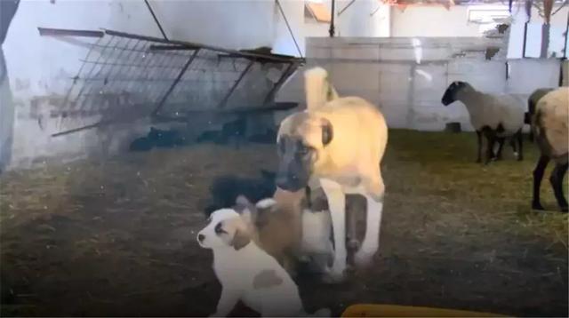牧羊犬收养被遗弃羊羔, 每日带在身边精心照料, 当成亲生狗宝对待