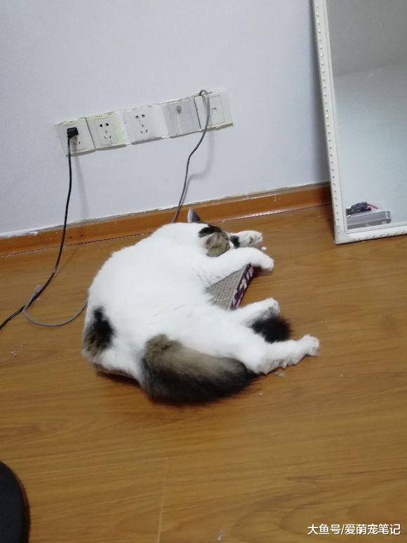 收养三年的流浪猫因中毒不幸去世, 当宠主得知原因后情绪失控了!
