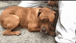 它追了主人整整20条街, “你怎么忍心抛下我…”