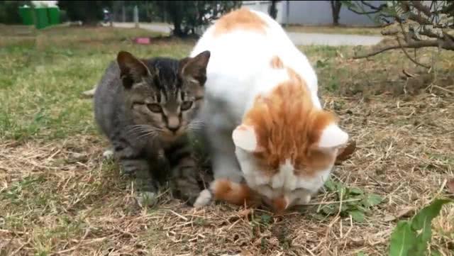 校园中出现猫咪欺凌, 小黑猫无奈为橘猫捶背, 网友: 其实是家人!