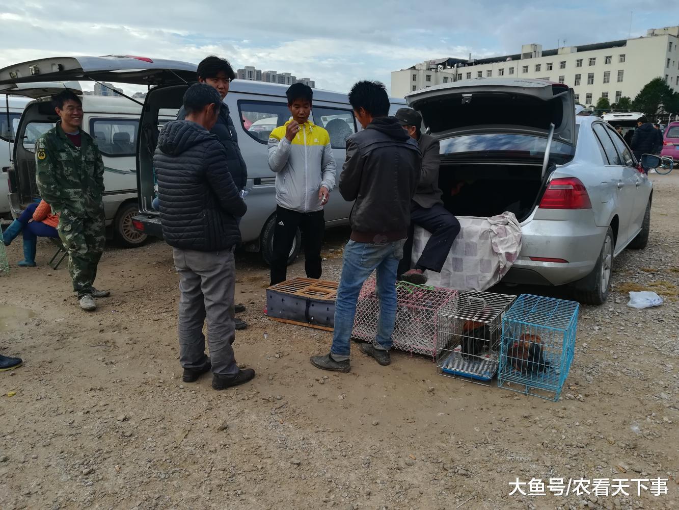 狗市: 宠物种类繁多, 宠物鸽子100元三只, 旁人都说便宜!