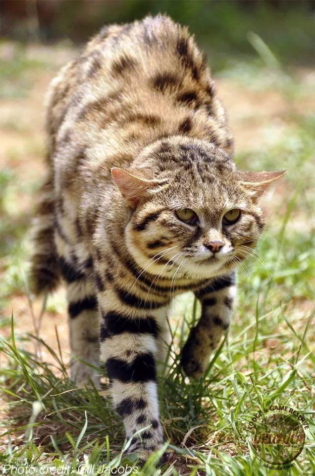 世界上最凶猛的喵星人居然是它?