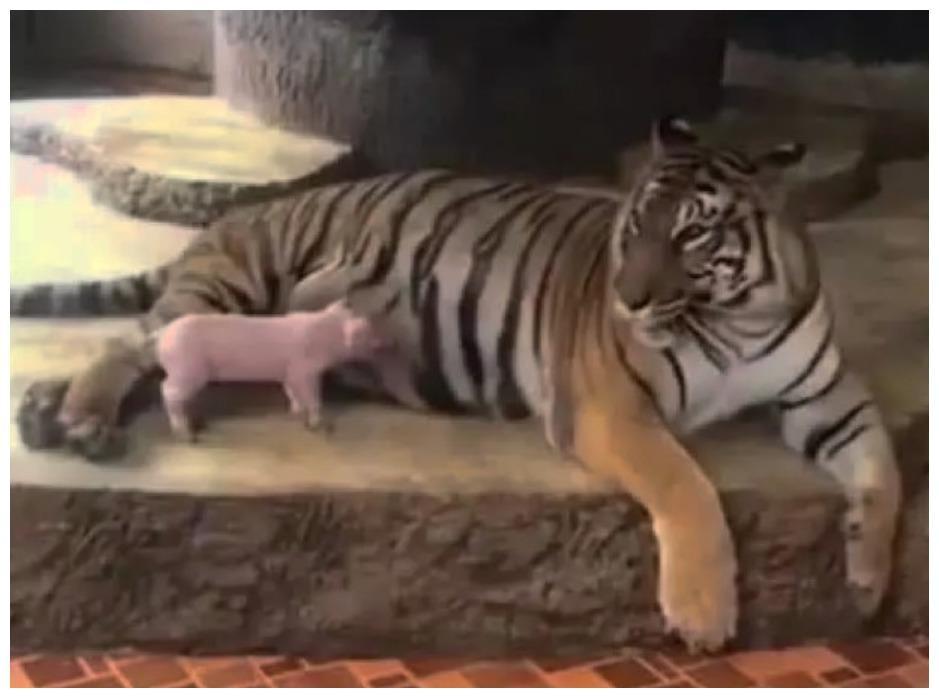 小粉猪找老虎蹭奶喝, 本来以为是武打片剧情, 不料成了贺岁片剧情