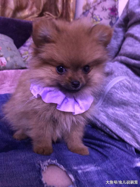 网友把博美当做礼物送人, 送走之前精心打扮一下吧!