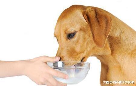 天气很冷, 这样养狗, 只会害了它!