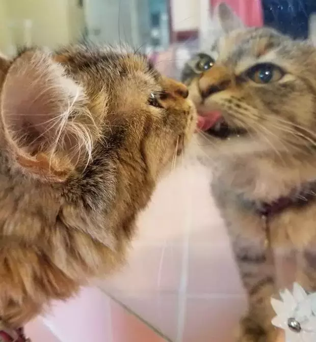 喵星人照镜子的反应, 好可爱