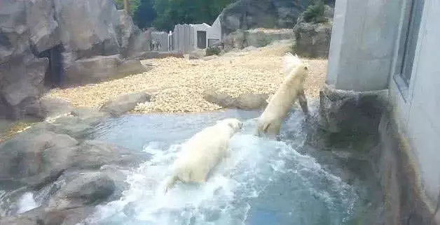 北极熊刚刚搬进新家, 隔壁的孔雀还不知道是怎么回事, 就已经成了午餐